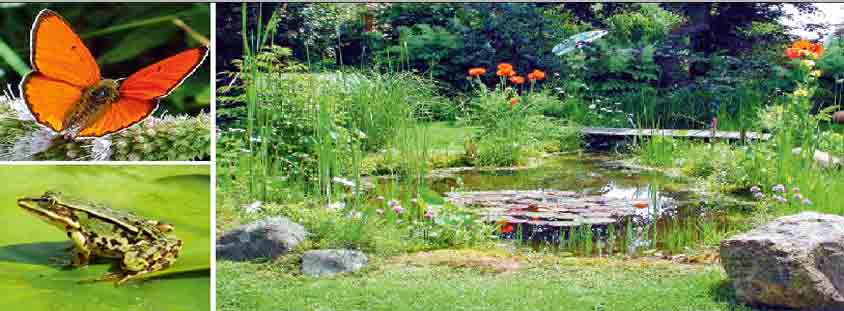 Wild-und-Natrlich-Cottage-Garten-LandSpiegel-08-2017